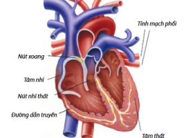 THÔNG LIÊN NHĨ - THÔNG LIÊN THẤT - CÒN ỐNG ĐỘNG MẠCH